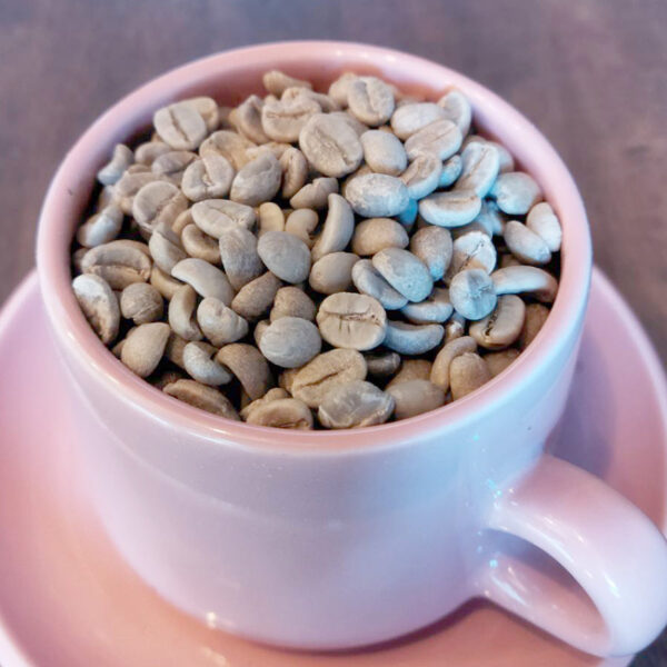 モンテクリスト農園 朝摘みカトゥーラ